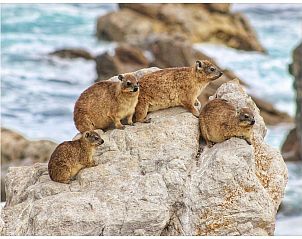 Verblijf 12627201 - Vakantiewoning West-Kaap - The Trailhouse