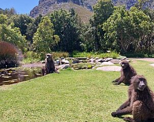 Verblijf 12627201 - Vakantiewoning West-Kaap - The Trailhouse