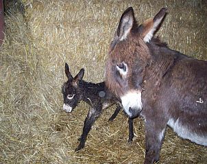 Guest house 1270801 - Bed and Breakfast Namur - B&B La Place Verte
