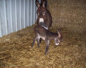 Guest house 1270801 - Bed and Breakfast Namur - B&B La Place Verte