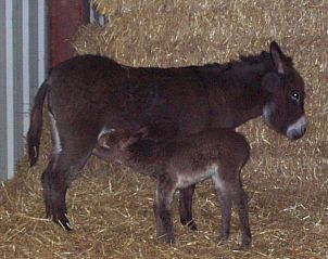 Guest house 1270801 - Bed and Breakfast Namur - B&B La Place Verte