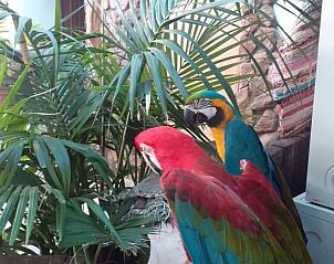 Verblijf 12914409 - Vakantiewoning Canarische Eilanden - Casa Rural La Piedra Viva-GRUPOS