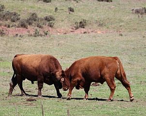 Verblijf 13527201 - Vakantiewoning West-Kaap - Doornbosch Game Lodge and Guest Houses