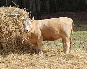 Verblijf 13527201 - Vakantiewoning West-Kaap - Doornbosch Game Lodge and Guest Houses