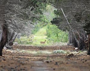 Verblijf 13527201 - Vakantiewoning West-Kaap - Doornbosch Game Lodge and Guest Houses