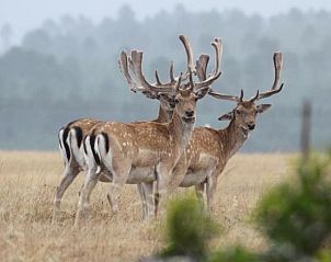 Verblijf 13527201 - Vakantiewoning West-Kaap - Doornbosch Game Lodge and Guest Houses