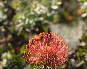 Verblijf 13527201 - Vakantiewoning West-Kaap - Doornbosch Game Lodge and Guest Houses