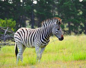 Verblijf 13527201 - Vakantiewoning West-Kaap - Doornbosch Game Lodge and Guest Houses