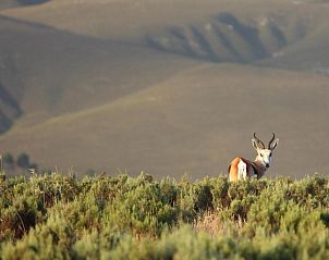 Verblijf 13527201 - Vakantiewoning West-Kaap - Doornbosch Game Lodge and Guest Houses