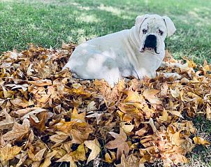 Verblijf 13927201 - Vakantiewoning West-Kaap - Bella Manga Country Escape