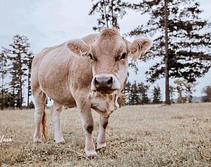 Verblijf 13927201 - Vakantiewoning West-Kaap - Bella Manga Country Escape