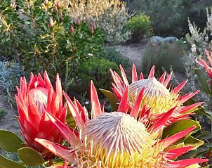 Unterkunft 14827203 - Ferienhaus West-Kaap - Woodlands Self Catering