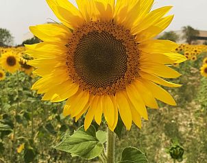 Verblijf 15312301 - Vakantiewoning Costa de Valencia - Vakantiehuisje in Muro de Alcoy