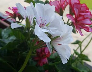 Verblijf 17003201 - Vakantiewoning Thüringen - Cafe & Pension Carmen