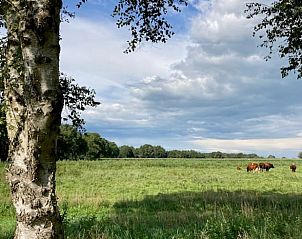 Landelijk uitzicht met koeien nabij Huisje in Nieuw Balinge, vakantiehuis in Drenthe.