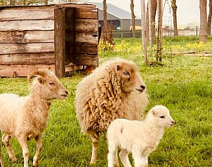 Sheep in the pasture of Holiday Home in Zuidveld, Middle Drenthe, provide an authentic rural atmosphere.