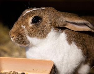 Verblijf 18010201 - Appartement Berner Oberland - Appartement Muessache