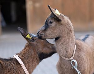 Verblijf 18010201 - Appartement Berner Oberland - Appartement Muessache