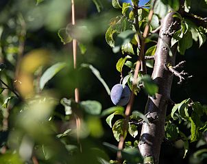 Unterkunft 1845402 - Ferienhaus Wallis - Vakantiehuis Villa Roduit