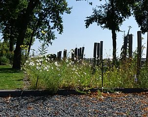 Wilde bloemen en natuur rondom Vakantiehuis in Hoogeveen in Drenthe.