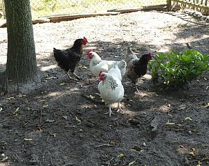 Kippen in de tuin van Vakantiehuis in Hoogeveen, een landelijke ervaring in Drenthe.