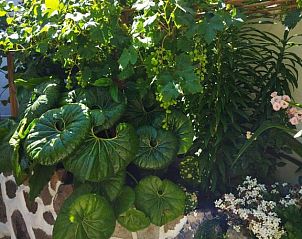 Verblijf 20914411 - Vakantiewoning Canarische Eilanden - Casa Santana Segura