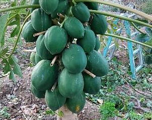 Verblijf 21714407 - Appartement Canarische Eilanden - Casa Reyes Fataga