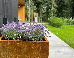 Guest house 230601 - Holiday property Friese bossen - Vakantiehuis in Siegerswoude