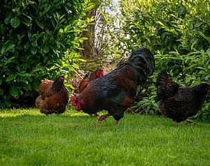 Guest house 231603 - Holiday property Friese bossen - Vakantiehuisje in Hoornsterzwaag