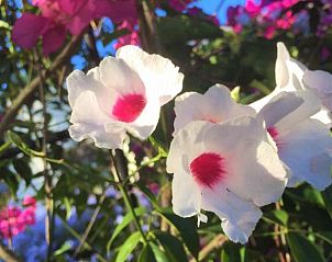 Verblijf 2327201 - Vakantiewoning West-Kaap - Darling Lodge Guest House