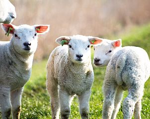 Guest house 240122 - Special overnight stays Het Friese platteland - Recreatiebedrijf de Blikvaart