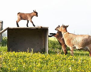 Guest house 240704 - Holiday property Friese elfsteden - Huisje in Bolsward