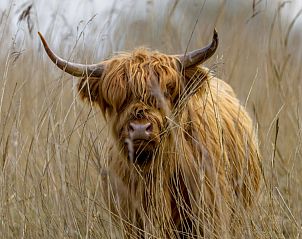 Unterkunft 260110 - Ferienhaus Lauwersmeer - Chalet2rent Lauwersmeer