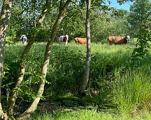 Guest house 2611503 - Holiday property Het Friese platteland - Huisje in Surhuizum