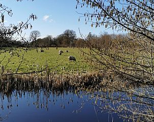 Uitzicht op weilanden bij Huisje in Kootstertille, vakantiehuis in Friesland, met grazende schapen en serene natuur.