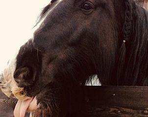 Pferd mit verspieltem Blick an der Htte in Gonga, Friesland.
