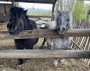 Niedliche Ponys in der Nhe des Ferienhauses in Gonga, Friesland, ein Muss fr Tierliebhaber.