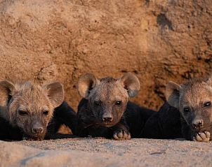 Verblijf 2626808 - Vakantiewoning Mpumalanga (Kruger Park) - Nkorho Bush Lodge