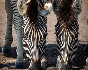 Verblijf 2626808 - Vakantiewoning Mpumalanga (Kruger Park) - Nkorho Bush Lodge