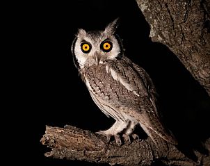 Verblijf 2626808 - Vakantiewoning Mpumalanga (Kruger Park) - Nkorho Bush Lodge