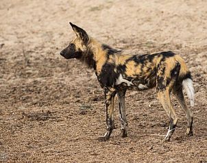 Verblijf 2626808 - Vakantiewoning Mpumalanga (Kruger Park) - Nkorho Bush Lodge