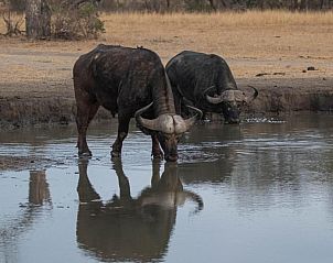 Verblijf 2626808 - Vakantiewoning Mpumalanga (Kruger Park) - Nkorho Bush Lodge