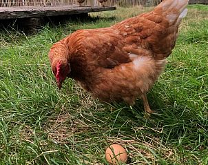 Verblijf 263803 - Vakantiewoning Het Friese platteland - Huisje in Damwald