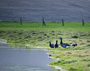 Guest house 267012 - Holiday property Het Friese platteland - Vakantiehuisje in Jannum