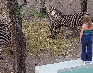 Verblijf 2681005 - Vakantiewoning Mpumalanga (Kruger Park) - Ons Blyplek