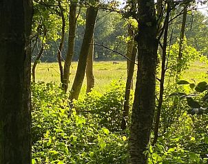Prachtige bosrijke omgeving rondom Vakantiehuisje in Kollumerzwaag, Friesland.