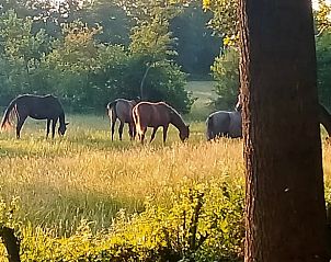 Paarden in de weide bij Vakantiehuisje in Kollumerzwaag, een idyllisch Friese landschap.