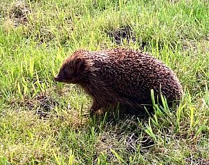 Unterkunft 269204 - Ferienhaus Het Friese platteland - Vakantiehuis in Stiens