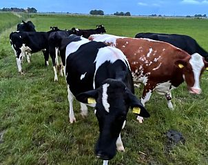 Unterkunft 269204 - Ferienhaus Het Friese platteland - Vakantiehuis in Stiens