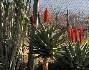 Guest house 2927209 - Holiday property West-Kaap - Oak Tree Lodge